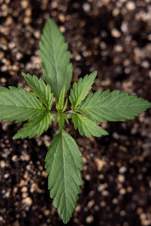 L.A. KUSH Cake #2 - Zamnesia x B&B. Week 1 - L.A.Kush Cake - Veg - Week 1