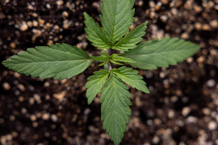 L.A. KUSH Cake #2 - Zamnesia x B&B. Week 1 - L.A.Kush Cake - Veg - Week 1