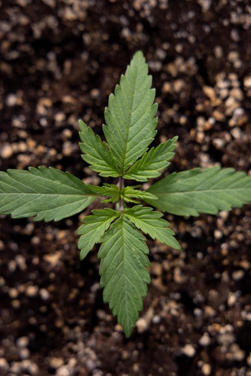 L.A. KUSH Cake #2 - Zamnesia x B&B. Week 1 - L.A.Kush Cake - Veg - Week 1