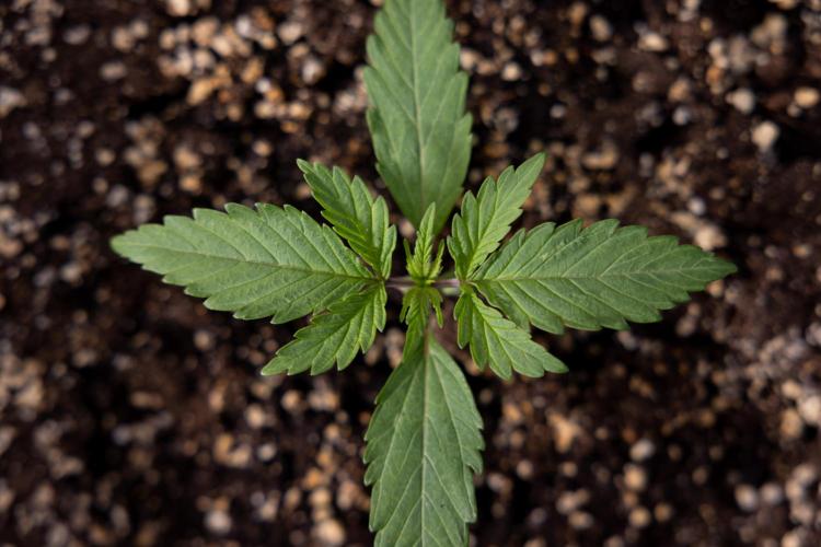 L.A. KUSH Cake #2 - Zamnesia x B&B. Week 1 - L.A.Kush Cake - Veg - Week 1