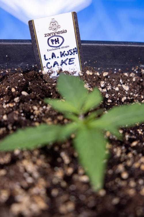 L.A. KUSH Cake #2 - Zamnesia x B&B. Week 1 - L.A.Kush Cake - Veg - Week 1