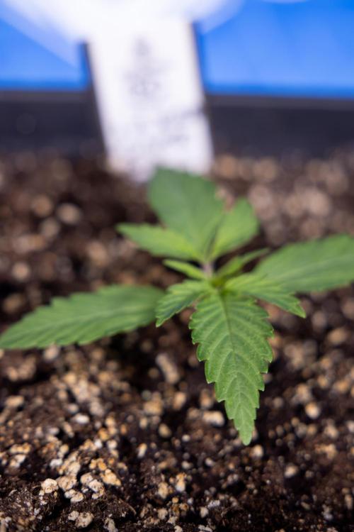 L.A. KUSH Cake #2 - Zamnesia x B&B. Week 1 - L.A.Kush Cake - Veg - Week 1