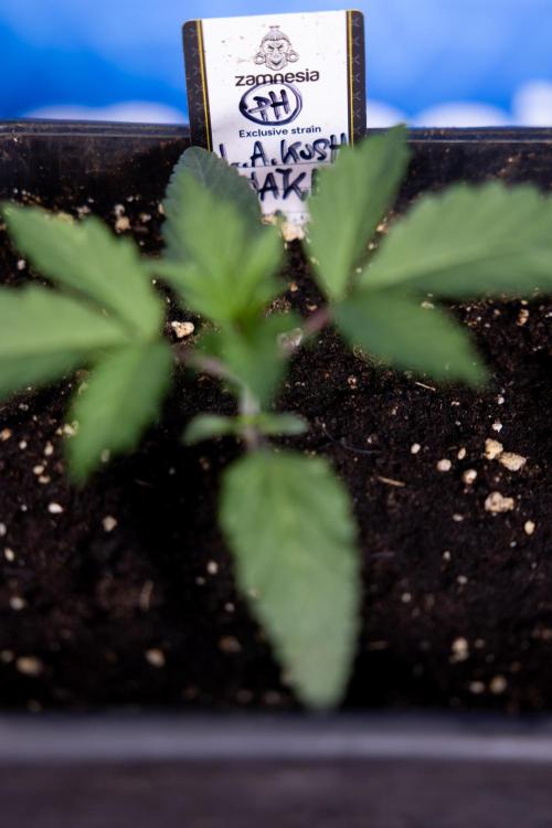 L.A. KUSH Cake #1 - Zamnesia x B&B. Week 1 - L.a. Kush Cake 1 - Week 2 - VEG