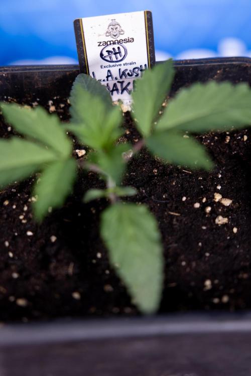 L.A. KUSH Cake #1 - Zamnesia x B&B. Week 1 - L.a. Kush Cake 1 - Week 2 - VEG