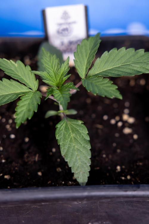 L.A. KUSH Cake #1 - Zamnesia x B&B. Week 1 - L.a. Kush Cake 1 - Week 2 - VEG