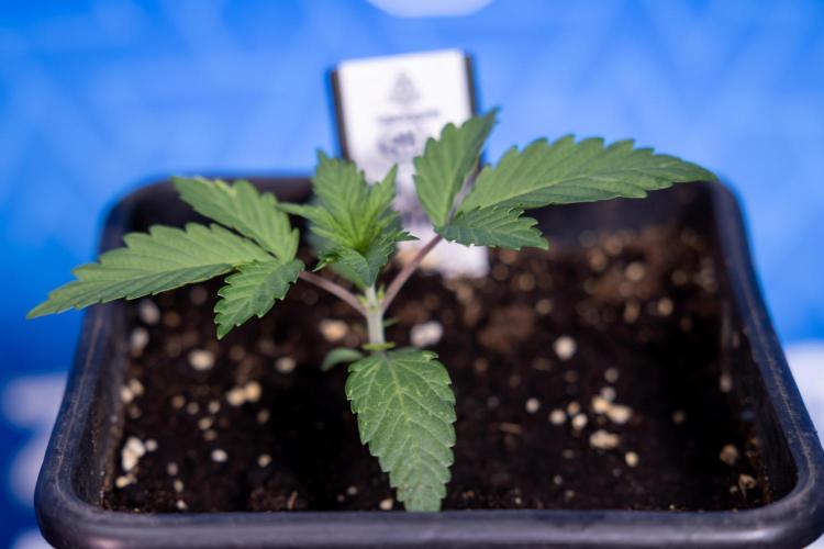 L.A. KUSH Cake #1 - Zamnesia x B&B. Week 1 - L.a. Kush Cake 1 - Week 2 - VEG