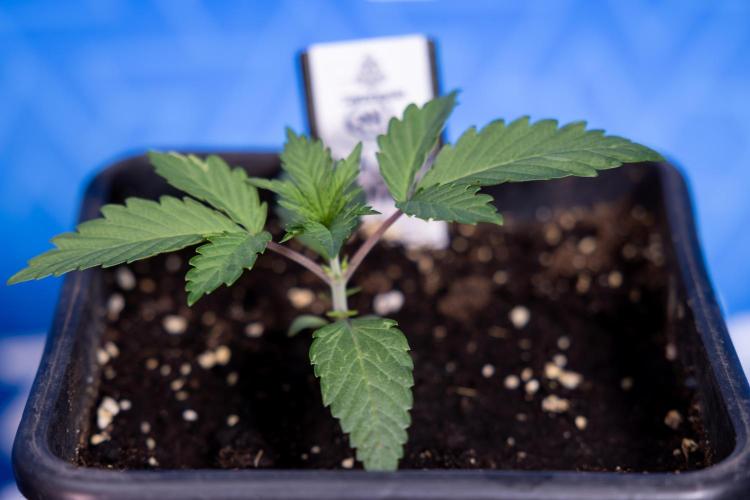 L.A. KUSH Cake #1 - Zamnesia x B&B. Week 1 - L.a. Kush Cake 1 - Week 2 - VEG