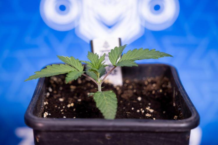 L.A. KUSH Cake #1 - Zamnesia x B&B. Week 1 - L.a. Kush Cake 1 - Week 2 - VEG