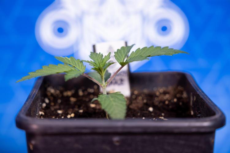 L.A. KUSH Cake #1 - Zamnesia x B&B. Week 1 - L.a. Kush Cake 1 - Week 2 - VEG