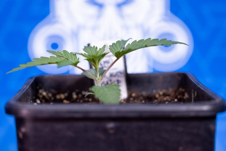 L.A. KUSH Cake #1 - Zamnesia x B&B. Week 1 - L.a. Kush Cake 1 - Week 2 - VEG