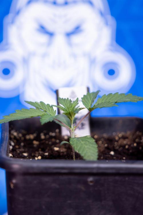 L.A. KUSH Cake #1 - Zamnesia x B&B. Week 1 - L.a. Kush Cake 1 - Week 2 - VEG