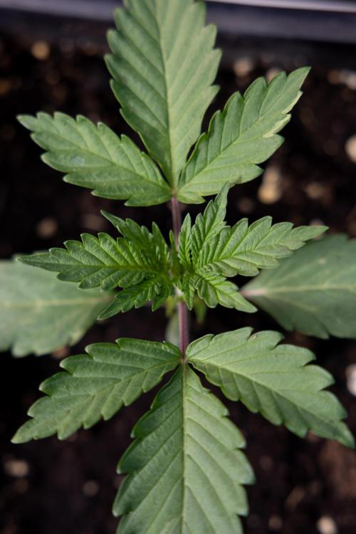 L.A. KUSH Cake #1 - Zamnesia x B&B. Week 1 - L.a. Kush Cake 1 - Week 2 - VEG