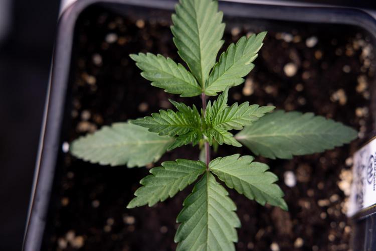 L.A. KUSH Cake #1 - Zamnesia x B&B. Week 1 - L.a. Kush Cake 1 - Week 2 - VEG