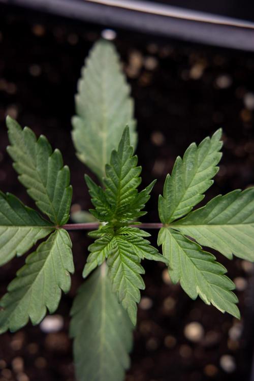 L.A. KUSH Cake #1 - Zamnesia x B&B. Week 1 - L.a. Kush Cake 1 - Week 2 - VEG