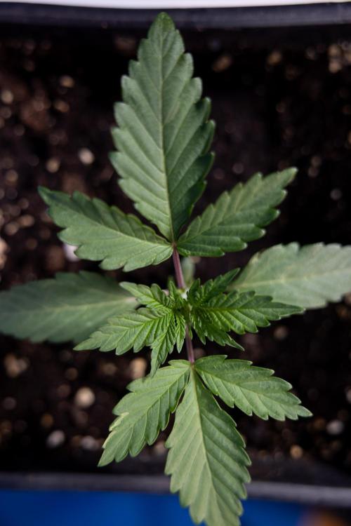 L.A. KUSH Cake #1 - Zamnesia x B&B. Week 1 - L.a. Kush Cake 1 - Week 2 - VEG