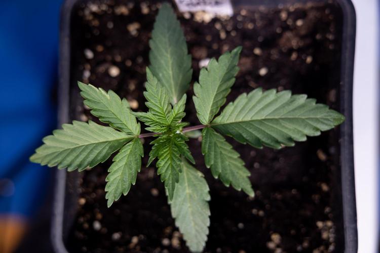 L.A. KUSH Cake #1 - Zamnesia x B&B. Week 1 - L.a. Kush Cake 1 - Week 2 - VEG