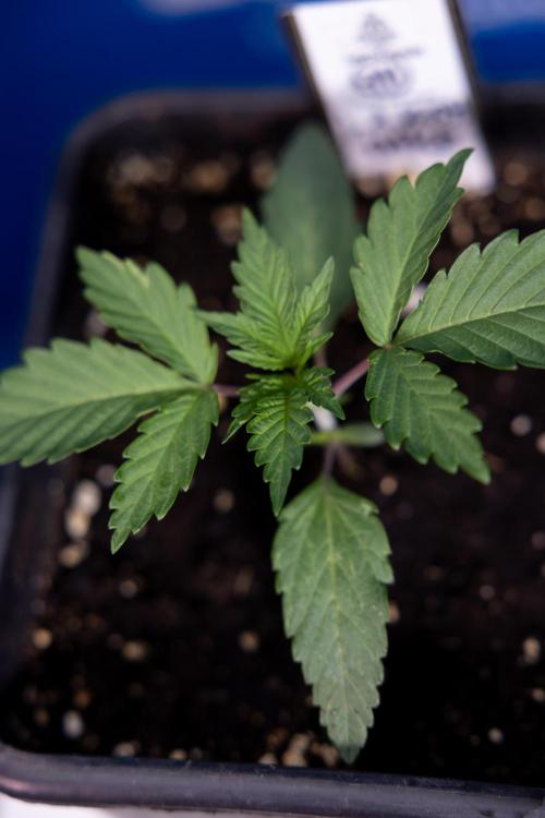 L.A. KUSH Cake #1 - Zamnesia x B&B. Week 1 - L.a. Kush Cake 1 - Week 2 - VEG