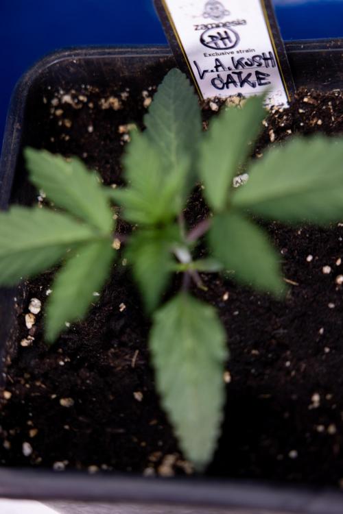 L.A. KUSH Cake #1 - Zamnesia x B&B. Week 1 - L.a. Kush Cake 1 - Week 2 - VEG