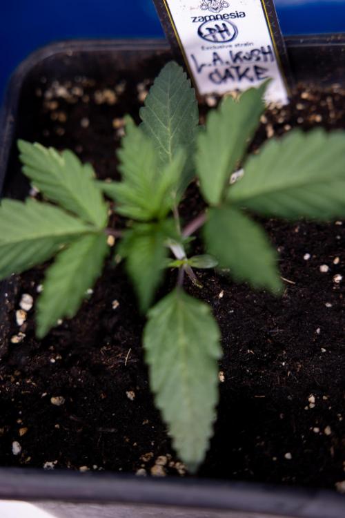 L.A. KUSH Cake #1 - Zamnesia x B&B. Week 1 - L.a. Kush Cake 1 - Week 2 - VEG