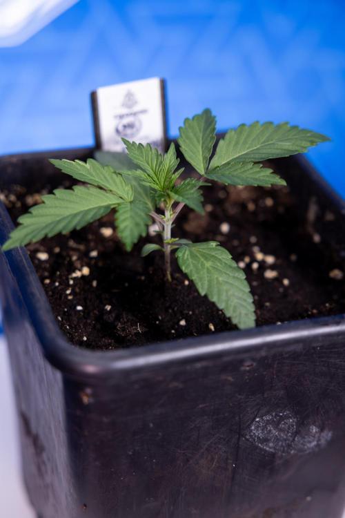 L.A. KUSH Cake #1 - Zamnesia x B&B. Week 1 - L.a. Kush Cake 1 - Week 2 - VEG