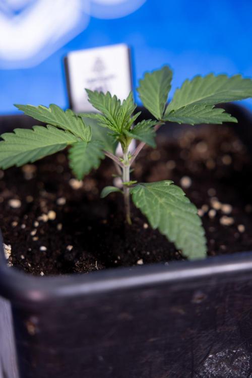 L.A. KUSH Cake #1 - Zamnesia x B&B. Week 1 - L.a. Kush Cake 1 - Week 2 - VEG