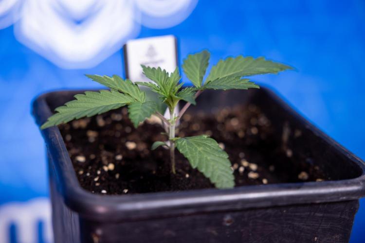 L.A. KUSH Cake #1 - Zamnesia x B&B. Week 1 - L.a. Kush Cake 1 - Week 2 - VEG