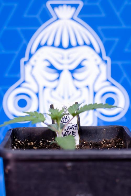 L.A. KUSH Cake #1 - Zamnesia x B&B. Week 1 - L.a. Kush Cake 1 - Week 2 - VEG