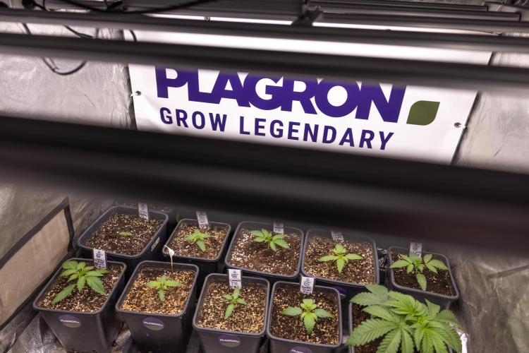 L.A. KUSH Cake #1 - Zamnesia x B&B. Week 1 - All Zamnesia x Plagron Crew