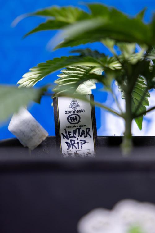 Nectar Drip x5 - Zamnesia X Tical. Week 2 - Nectar Drip feat. Tical - Veg - Plant #1 - Week 2