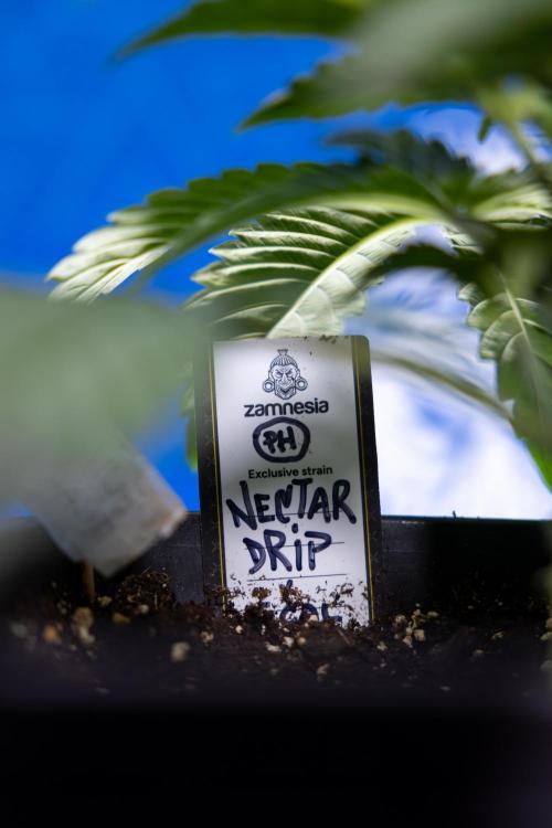 Nectar Drip x5 - Zamnesia X Tical. Week 2 - Nectar Drip feat. Tical - Veg - Plant #1 - Week 2