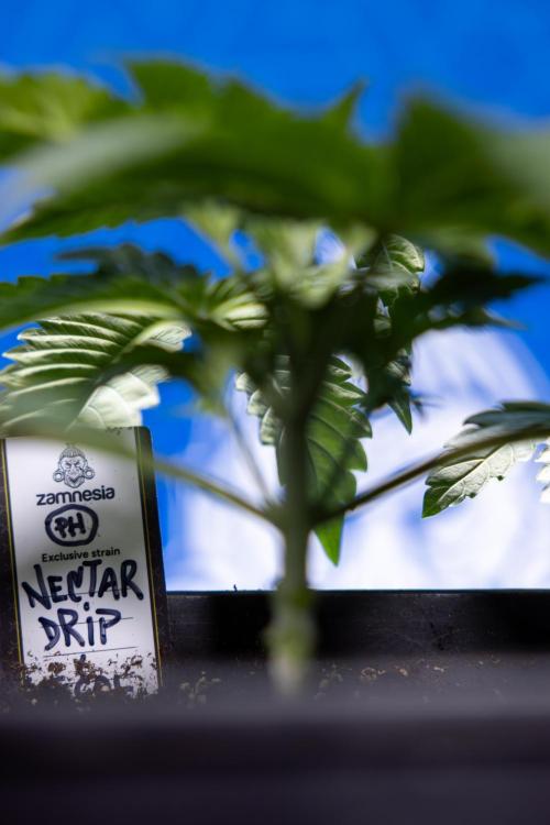 Nectar Drip x5 - Zamnesia X Tical. Week 2 - Nectar Drip feat. Tical - Veg - Plant #1 - Week 2