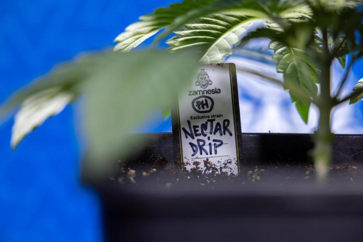 Nectar Drip x5 - Zamnesia X Tical. Week 2 - Nectar Drip feat. Tical - Veg - Plant #1 - Week 2