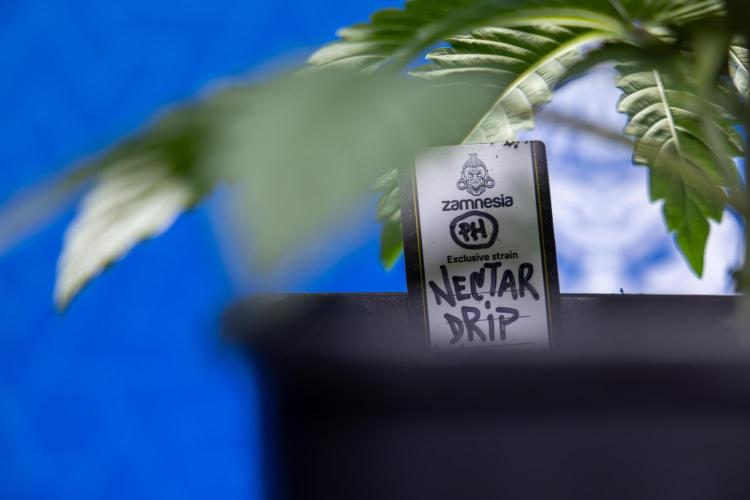 Nectar Drip x5 - Zamnesia X Tical. Week 2 - Nectar Drip feat. Tical - Veg - Plant #1 - Week 2