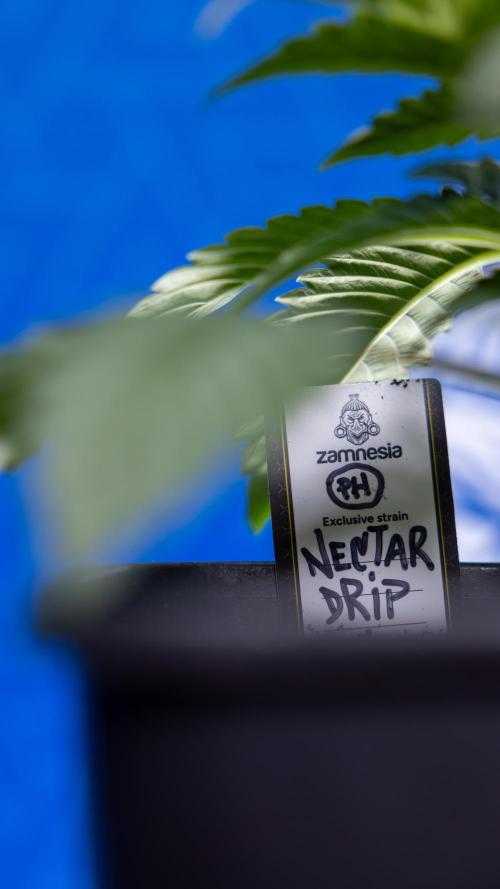 Nectar Drip x5 - Zamnesia X Tical. Week 2 - Nectar Drip feat. Tical - Veg - Plant #1 - Week 2