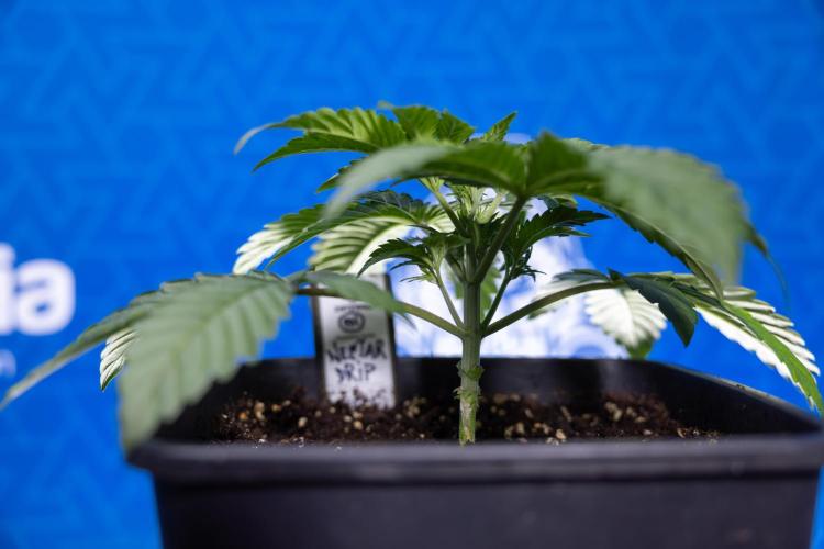 Nectar Drip x5 - Zamnesia X Tical. Week 2 - Nectar Drip feat. Tical - Veg - Plant #1 - Week 2