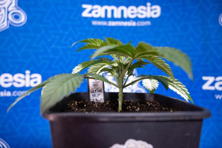Nectar Drip x5 - Zamnesia X Tical. Week 2 - Nectar Drip feat. Tical - Veg - Plant #1 - Week 2