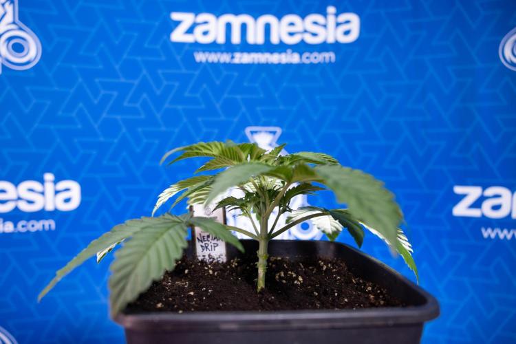 Nectar Drip x5 - Zamnesia X Tical. Week 2 - Nectar Drip feat. Tical - Veg - Plant #1 - Week 2