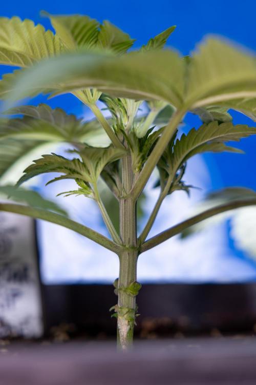 Nectar Drip x5 - Zamnesia X Tical. Week 2 - Nectar Drip feat. Tical - Veg - Plant #1 - Week 2