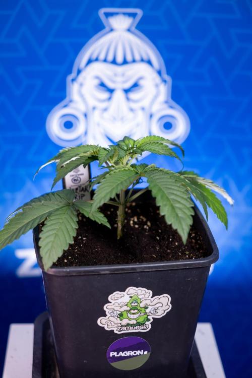 Nectar Drip x5 - Zamnesia X Tical. Week 2 - Nectar Drip feat. Tical - Veg - Plant #1 - Week 2