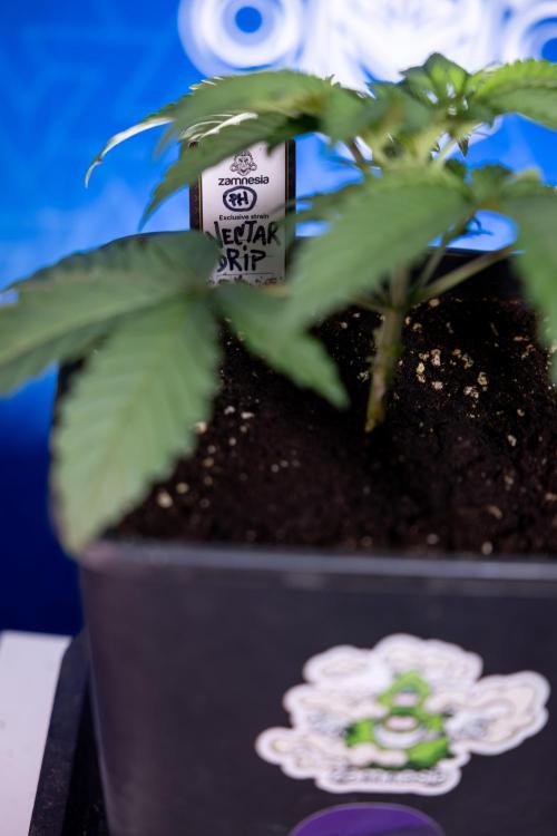 Nectar Drip x5 - Zamnesia X Tical. Week 2 - Nectar Drip feat. Tical - Veg - Plant #1 - Week 2