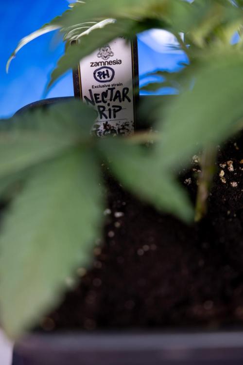 Nectar Drip x5 - Zamnesia X Tical. Week 2 - Nectar Drip feat. Tical - Veg - Plant #1 - Week 2