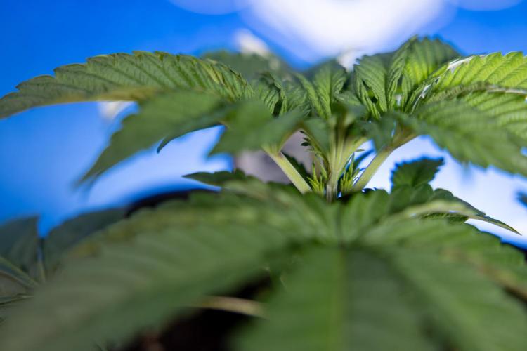 Nectar Drip x5 - Zamnesia X Tical. Week 2 - Nectar Drip feat. Tical - Veg - Plant #1 - Week 2