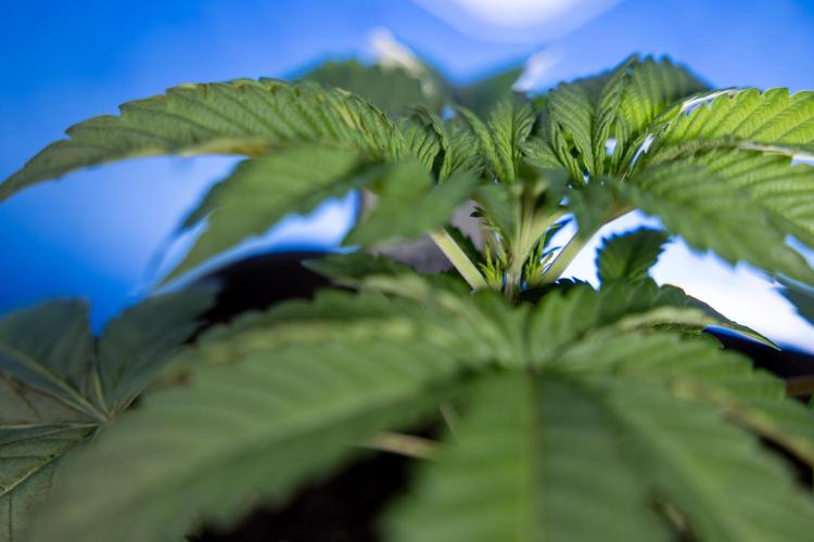 Nectar Drip x5 - Zamnesia X Tical. Week 2 - Nectar Drip feat. Tical - Veg - Plant #1 - Week 2