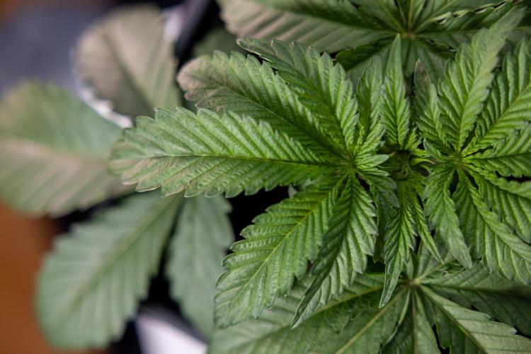 Nectar Drip x5 - Zamnesia X Tical. Week 2 - Nectar Drip feat. Tical - Veg - Plant #1 - Week 2