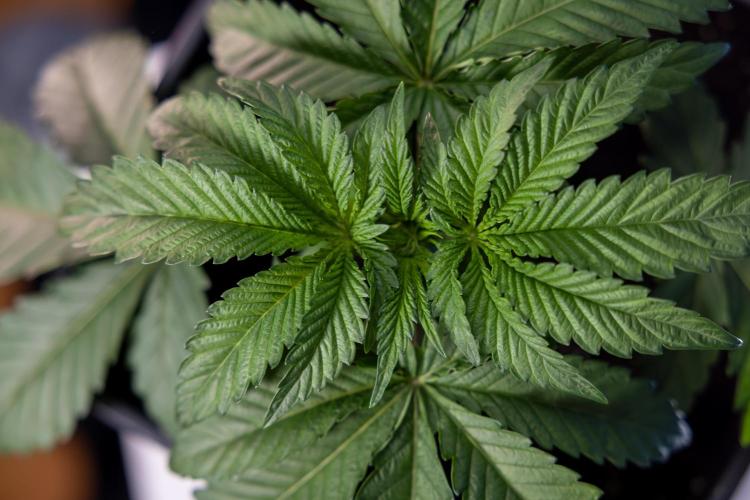 Nectar Drip x5 - Zamnesia X Tical. Week 2 - Nectar Drip feat. Tical - Veg - Plant #1 - Week 2