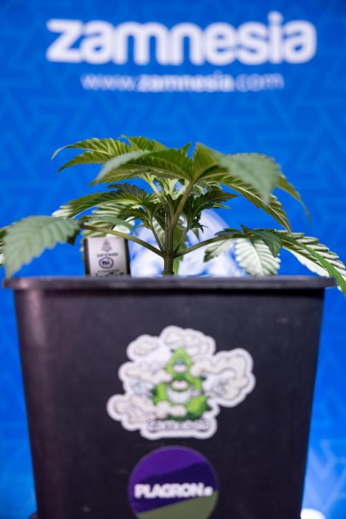 Nectar Drip x5 - Zamnesia X Tical. Week 2 - Nectar Drip feat. Tical - Veg - Plant #1 - Week 2