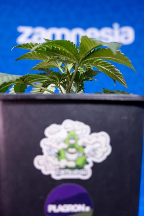 Nectar Drip x5 - Zamnesia X Tical. Week 2 - Nectar Drip feat. Tical - Veg - Plant #1 - Week 2