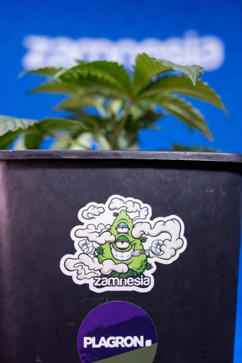 Nectar Drip x5 - Zamnesia X Tical. Week 2 - Nectar Drip feat. Tical - Veg - Plant #1 - Week 2