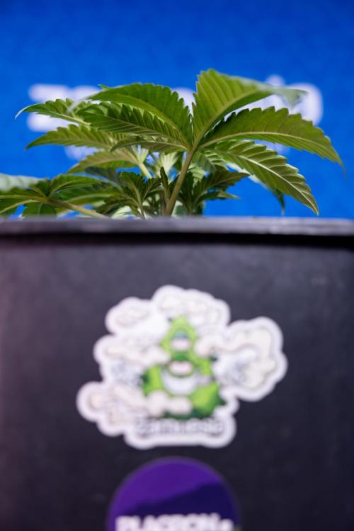 Nectar Drip x5 - Zamnesia X Tical. Week 2 - Nectar Drip feat. Tical - Veg - Plant #1 - Week 2