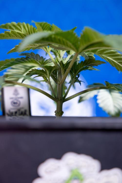 Nectar Drip x5 - Zamnesia X Tical. Week 2 - Nectar Drip feat. Tical - Veg - Plant #1 - Week 2